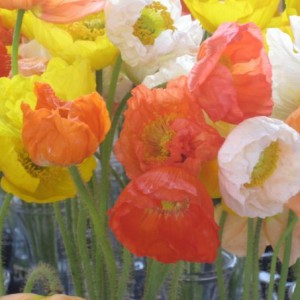 poppies