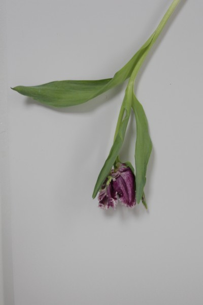 purple parrot tulip