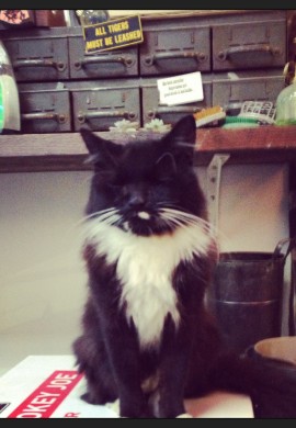 cat