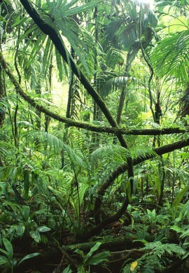 rainforest1