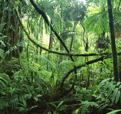 rainforest1